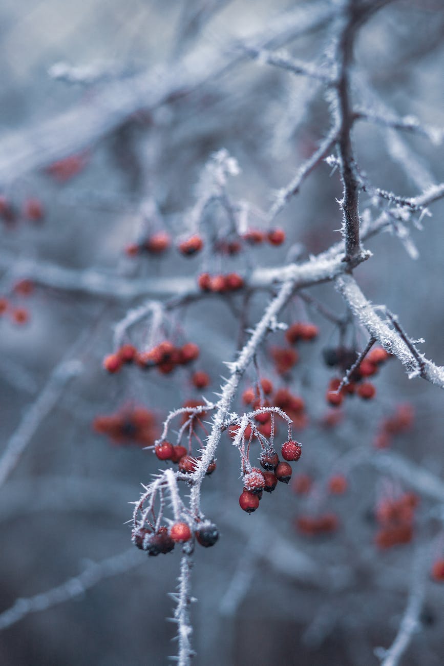 A Texas Winter Like Never Before
