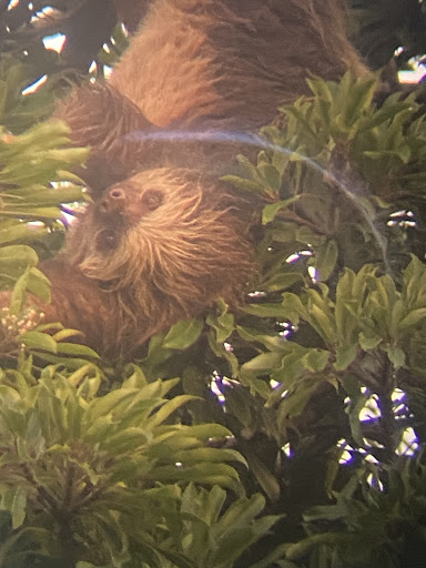 Hoffmann’s Two-toed Sloth