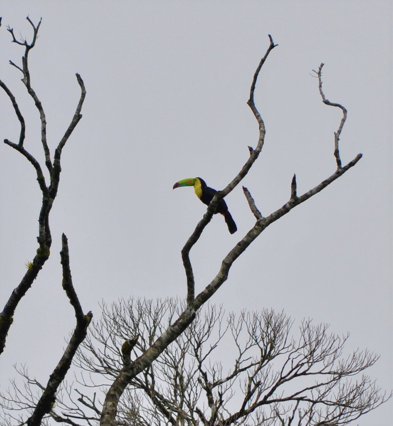 Keel-Billed Toucan