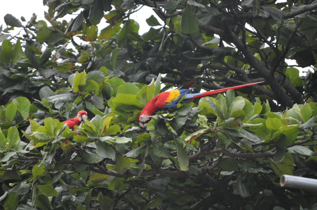 Scarlet Macaw