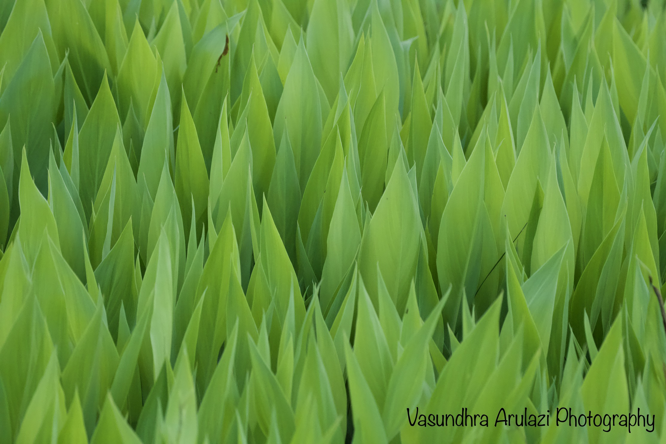 Wild Wetland