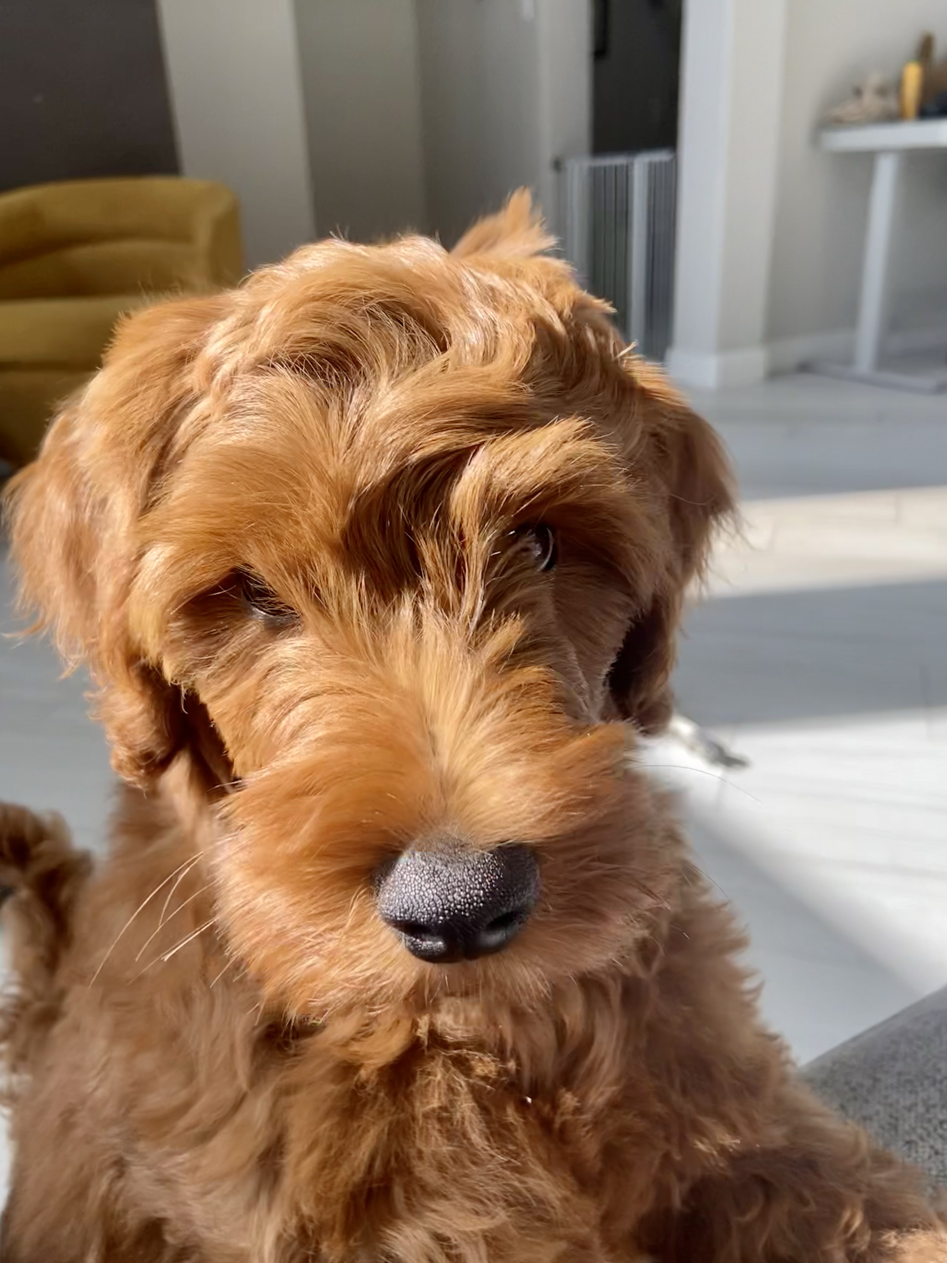 The puppy that changed my life