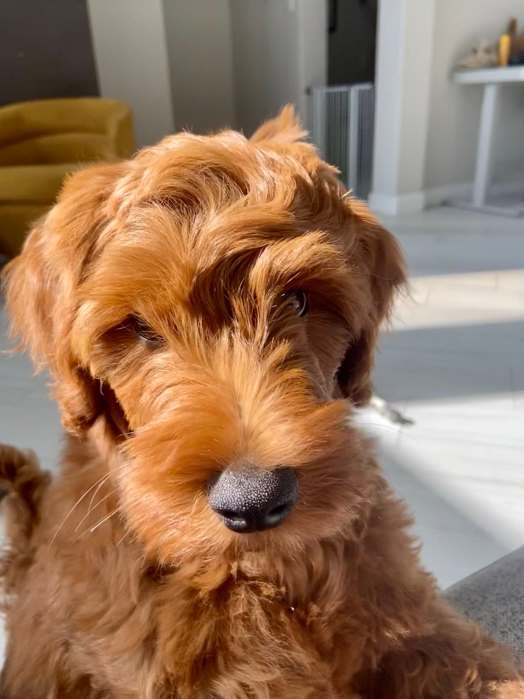 The puppy that changed my&nbsp;life