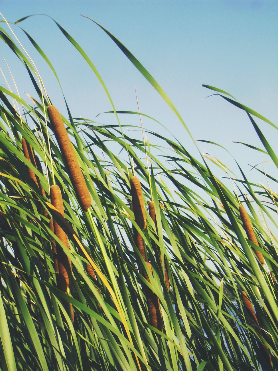 Exploring the Wetlands through Videography